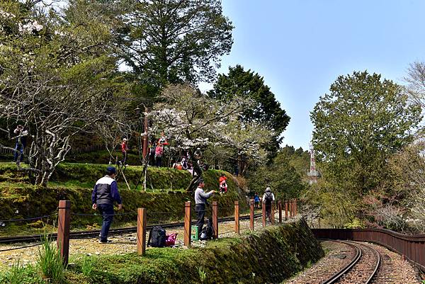 阿里山--1018.jpg