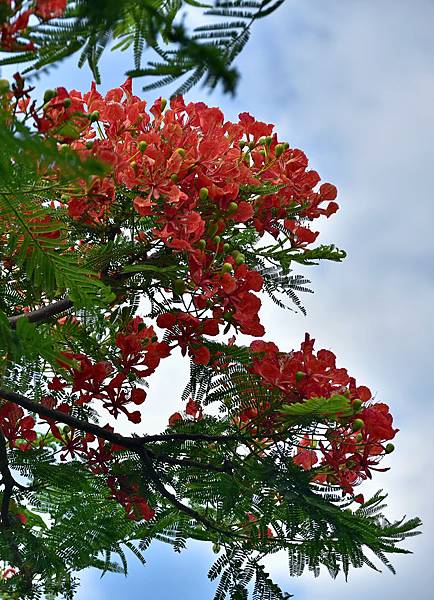 鳳凰花--1033.jpg