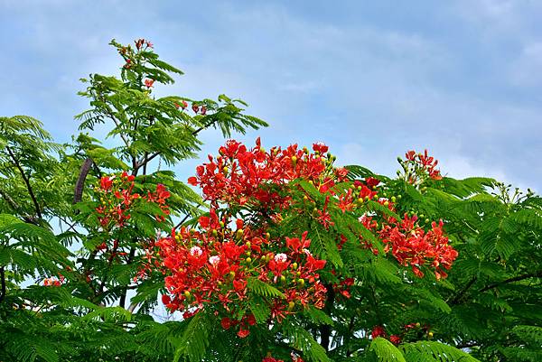 鳳凰花--1071.jpg