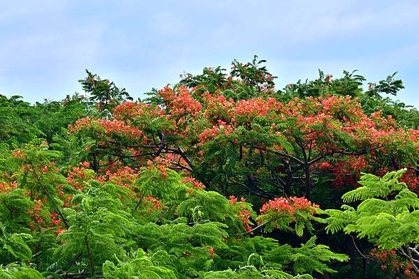 鳳凰花--1075.jpg