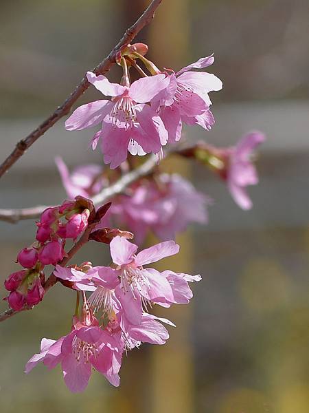 尖石櫻花--14858.JPG