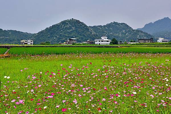 桐花--18084.JPG