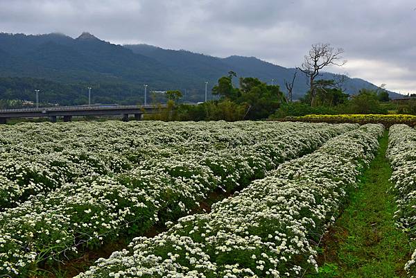 杭菊--21550.jpg