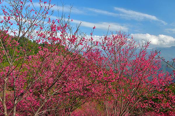 協雲宮櫻花--22864.JPG