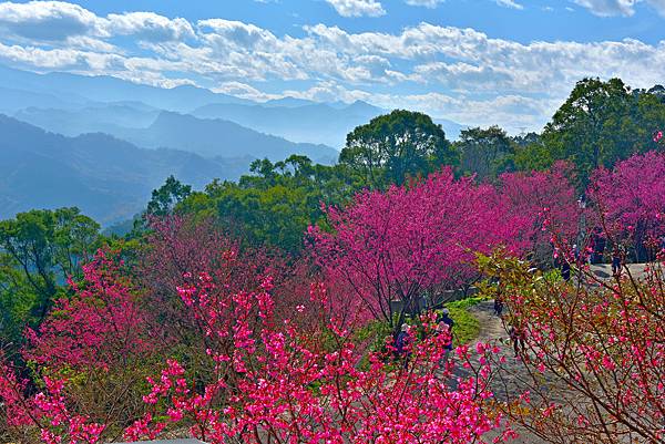 協雲宮櫻花--23032.JPG