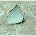 銀斑小灰蝶