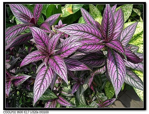 547672346_m.jpg 547672346_m.jpg