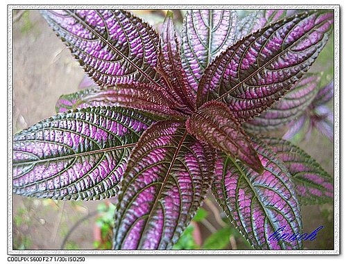 547720745_m.jpg 547720745_m.jpg