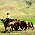 蒙古 (311)