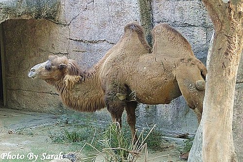 双峰骆驼(bactrian camel)