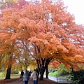 Alice步道13