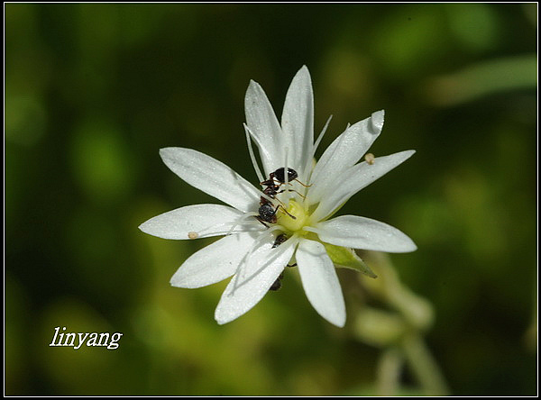 疏花繁縷 (11).JPG