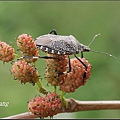 DSC_0374_調整大小