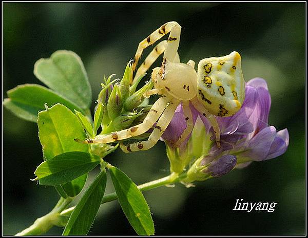 紫花苜蓿20131225 (1)_調整大小