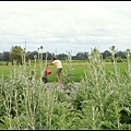 漏蘆-山防風20120425 (218)_調整大小.JPG