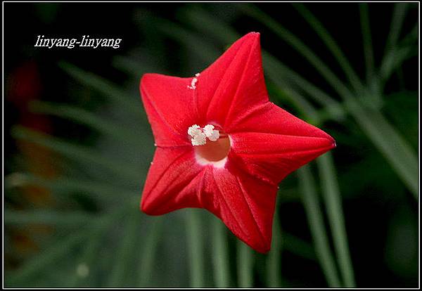 心葉蔦蘿 圓葉蔦蘿 61號公路花園 痞客邦 心葉蔦蘿 圓葉蔦蘿 61號公路花園 痞客邦