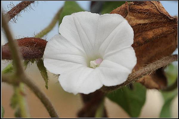 白花牽牛_調整大小.JPG