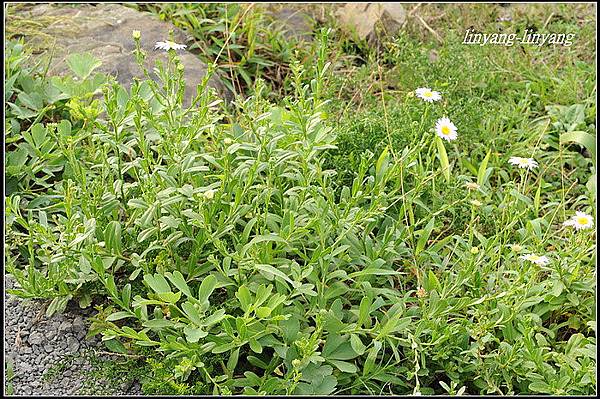 台灣狗娃花 (25)_調整大小.JPG