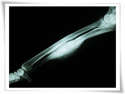 狗狗的腳腳變的又硬又腫 骨癌 新桃園動物醫院犬貓腎衰竭 心臟病 肝病 腫瘤重症治療中心 痞客邦