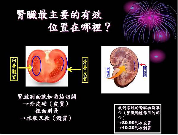 20170429腎臟功能是什麼圖5.JPG