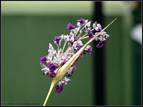 DSC03362水芹芋