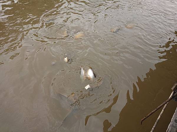 DSC_0485.JPG DSC_0485.JPG