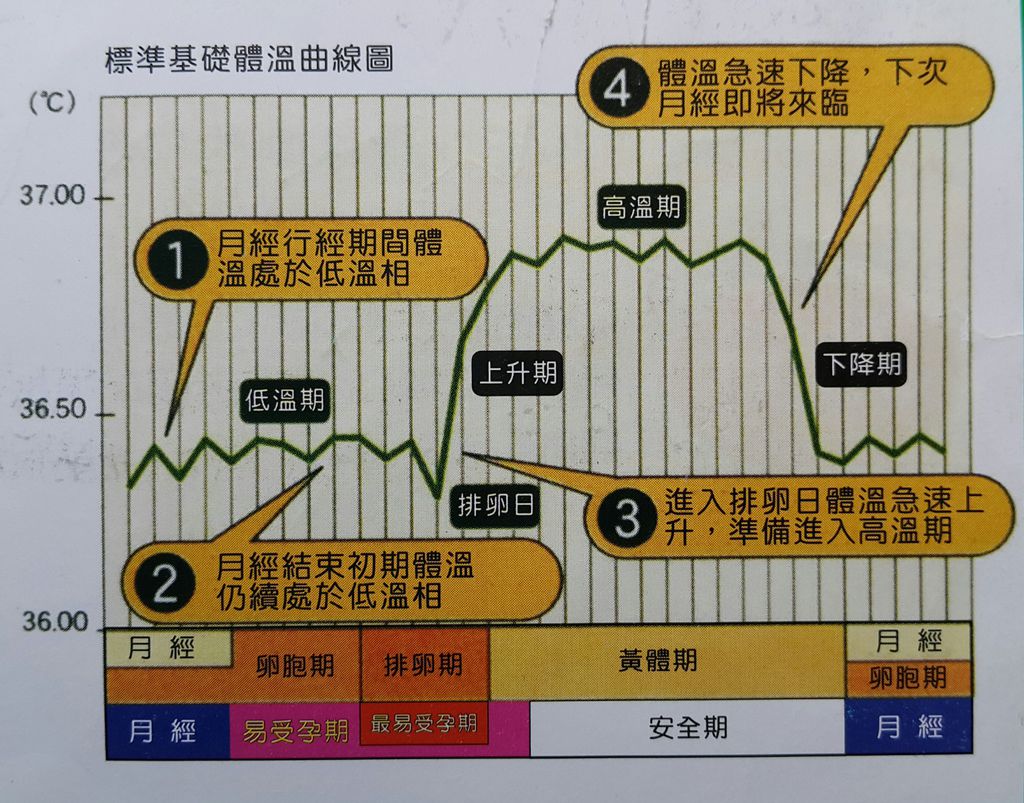 正常體溫表