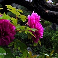 牡丹花(Blossom of tree peony)