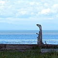 利用漂流木堆疊而成的雕塑，從這個角度看去，宛若望海的獾。IMG_2766