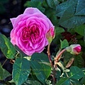 _DSC8399 Gertrude Jekyll.jpg