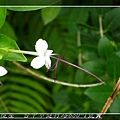 隔壁植物園的野花