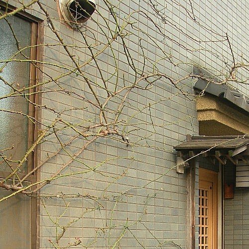 蔓性薔薇的誘引 花牆篇 軒軒的薔薇花園 痞客邦