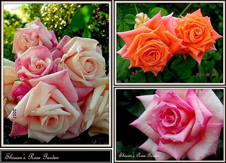 薔薇的花形 軒軒的薔薇花園 痞客邦 薔薇的花形 軒軒的薔薇花園 痞客邦