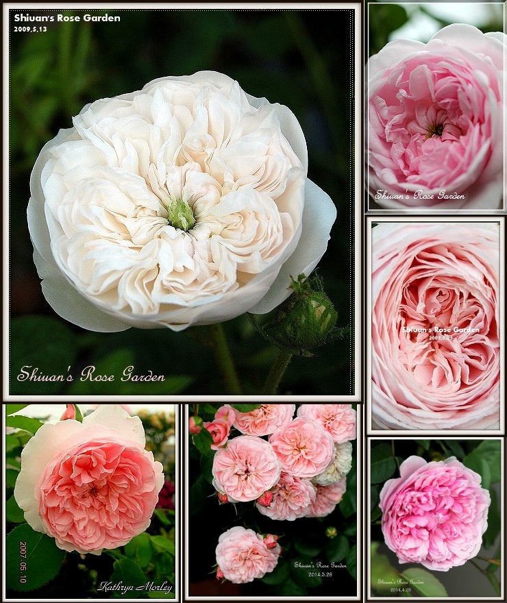 薔薇的花形 軒軒的薔薇花園 痞客邦 薔薇的花形 軒軒的薔薇花園 痞客邦
