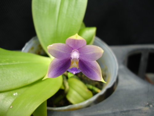 P.violacea Indiko blue x self ,有香味