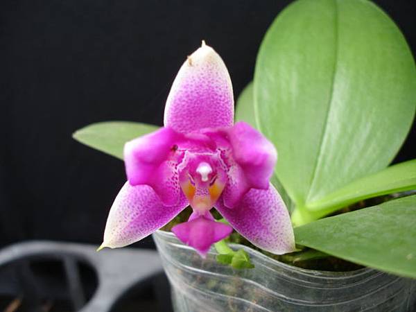 (P.violacea x P.Be Tris) x P.violacea 三唇瓣,有香味