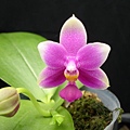 (P.violacea x P.Be Tris) x P.violacea 有香味