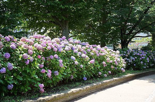 18東京 醉人的繡球花海盡收眼裡 上野公園 日本紫陽花季繡球花名所之一 瓶子の手作 生活 痞客邦 18東京 醉人的繡球花海盡收眼裡 上野公園 日本紫陽花季繡球花名所之一 瓶子の手作 生活 痞客邦