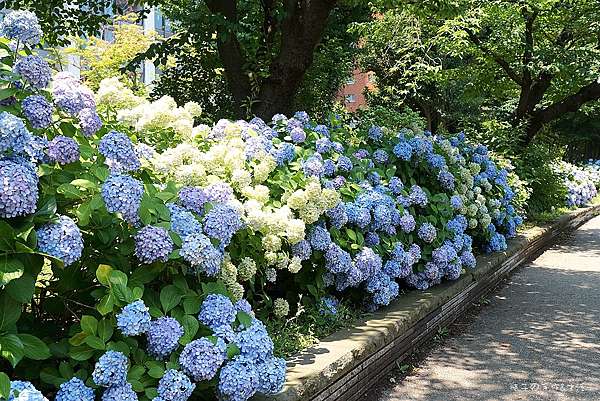 18東京 醉人的繡球花海盡收眼裡 上野公園 日本紫陽花季繡球花名所之一 瓶子の手作 生活 痞客邦