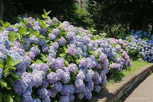 18東京 醉人的繡球花海盡收眼裡 上野公園 日本紫陽花季繡球花名所之一 瓶子の手作 生活 痞客邦 18東京 醉人的繡球花海盡收眼裡 上野公園 日本紫陽花季繡球花名所之一 瓶子の手作 生活 痞客邦