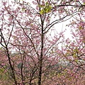 sakura09.jpg