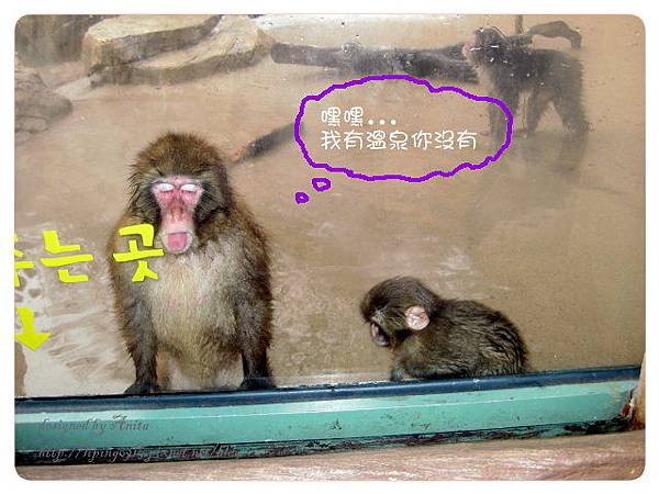 享受溫泉的猴子竟然對我們吐舌頭