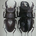 臺灣扁鍬形蟲 Dorcus titanus sika