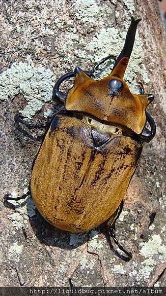 毛大象大兜蟲原名亞種 Megasoma elephus elephus