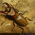 臺灣細身赤鍬形蟲Cyclommatus multidentatus scutellaris