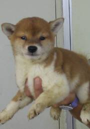 話說最近越來越流行的長毛柴犬 柴犬樂玩家 德元莊 痞客邦 話說最近越來越流行的長毛柴犬 柴犬樂玩家 德元莊 痞客邦