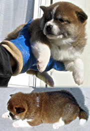 話說最近越來越流行的長毛柴犬 柴犬樂玩家 德元莊 痞客邦 話說最近越來越流行的長毛柴犬 柴犬樂玩家 德元莊 痞客邦