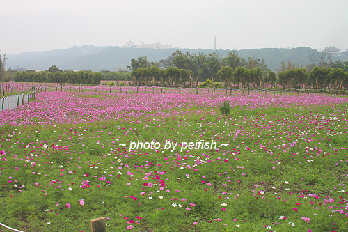 竹北麻園花田-1.jpg