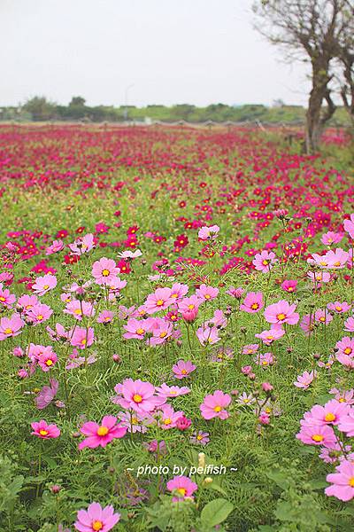 竹北麻園花田-6.jpg