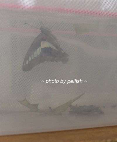 butterfly1_16.jpg